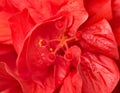 Hibiscus Stamen with Yellow Pollen, Macro Royalty Free Stock Photo