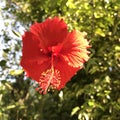 Hibiscus Sunkissed