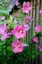 Hibiscus Syracus roe and planst in danish capital Copenhagen