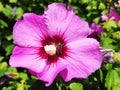 Hibiscus syriacus blossom lilac colored with busy bee Royalty Free Stock Photo