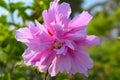 Hibiscus syriacus, Blue chiffon, in flower