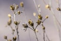 Hibiscus syriacus faded flowers, brown color Syrian ketmia rose mallow branches with seed pods during autumn season Royalty Free Stock Photo