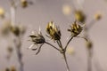 Hibiscus syriacus faded flowers, brown color Syrian ketmia rose mallow branches with seed pods during autumn season Royalty Free Stock Photo