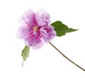 Hibiscus syriacus flower, Rose of Sharon, Tropical purple flower isolated on white background, with clipping path Royalty Free Stock Photo