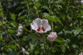 Hibiscus syriacus flowering in the garden. White flowers of Rose of Sharon Royalty Free Stock Photo