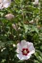 Hibiscus syriacus flowering in the garden. White flowers of Rose of Sharon Royalty Free Stock Photo