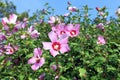 Hibiscus syriacus Royalty Free Stock Photo