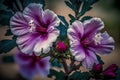 Hibiscus syriacus, Malvaceae, Rose of Sharon, Hibiscus syriacus