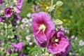 Hibiscus syriacus Mauve Queen