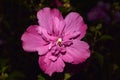 Hibiscus syriacus pink