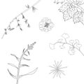 Hibiscus syriacus, polypodium vulgare, fir, european larch