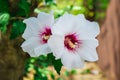 Hibiscus syriacus. Red Heart. Beautiful tropical flower in a garden in Croatia Royalty Free Stock Photo