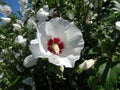 Hibiscus syriacus 'Red Heart'