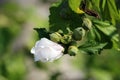 Hibiscus syriacus Red Heart or Rose of Sharon Red Heart variety single white flower with flower buds on light green leaves backgro Royalty Free Stock Photo