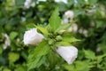 Hibiscus syriacus Red Heart or Rose of Sharon Red Heart variety closed flower buds with two partially blooming flowers and light g