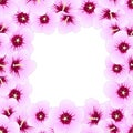 Hibiscus syriacus - Rose of Sharon Border. Vector Illustration Royalty Free Stock Photo