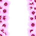 Hibiscus syriacus - Rose of Sharon Border. Vector Illustration Royalty Free Stock Photo