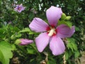 Hibiscus syriacus or rose of Sharon