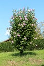 Hibiscus syriacus or Rose of Sharon flowering plant growing as decorative bush filled with blooming violet and dark red flowers Royalty Free Stock Photo