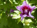 Hibiscus Syriacus Rose of Sharon Royalty Free Stock Photo