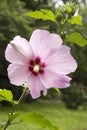 Hibiscus syriacus, rose of Sharon, light purple violet flower Royalty Free Stock Photo