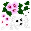 Hibiscus syriacus - Rose of Sharon Outline. Vector Illustration. isolated on White Background. Royalty Free Stock Photo