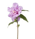 Hibiscus syriacus - Rose of Sharon, Tropical purple flower isolated on white background, with clipping path Royalty Free Stock Photo