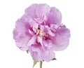 Hibiscus syriacus - Rose of Sharon, Tropical purple flower isolated on white background, with clipping path Royalty Free Stock Photo