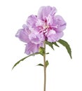 Hibiscus syriacus - Rose of Sharon, Tropical purple flower isolated on white background, with clipping path Royalty Free Stock Photo