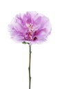 Hibiscus syriacus - Rose of Sharon, Tropical purple flower isolated on white background, with clipping path Royalty Free Stock Photo