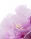 Hibiscus syriacus - Rose of Sharon, Tropical purple flower isolated on white background, with clipping path