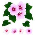 Hibiscus syriacus - Rose of Sharon. Vector Illustration. isolated on White Background.