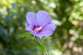 Hibiscus syriacus shrub in bloom, pink purple flowering plant Royalty Free Stock Photo