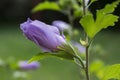 Hibiscus syriacus shrub in bloom, pink purple flowering plant Royalty Free Stock Photo