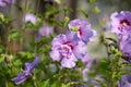 Hibiscus syriacus shrub in bloom, pink purple violet flowering plant Royalty Free Stock Photo