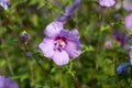 Hibiscus syriacus shrub in bloom, pink purple violet flowering plant Royalty Free Stock Photo