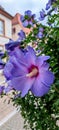 Hibiscus syriacus,or Syrian,vertical close-up bush with buds,withered flower,blurred German town street background