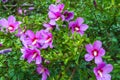 Hibiscus syriacus under the rain national flower of South Korea Royalty Free Stock Photo