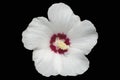 Hibiscus syriacus white rose of Sharon `Red Heart` flower isolated on black Royalty Free Stock Photo