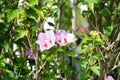 Hibiscus syriacus \'Woodbridge\' blooms with large pink-purple flowers with a red center in autumn. Royalty Free Stock Photo