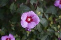 Hibiscus syriacus \'Woodbridge\' blooms with large pink-purple flowers with a red center in autumn. Royalty Free Stock Photo