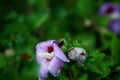 Hibiscus syrians flower after rain Royalty Free Stock Photo