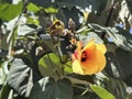 Hibiscus tiliaceus flower closeup (lat.- Hibiscus Royalty Free Stock Photo