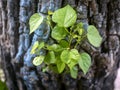 Hibiscus tiliaceus young green leaves, shallow focus Royalty Free Stock Photo