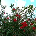 Hibiscus tree. Beautiful red hibiscus on blue sky background with clouds. Royalty Free Stock Photo