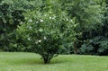 Hibiscus tree or Chinese rose in bloom with white and burgundy flowers in Rila Park after rain Royalty Free Stock Photo