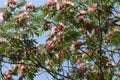 Hibiscus tree