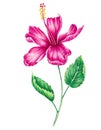 Hibiscus tropical flower isollated on white background, Hand drawn watercolor and colored pencils illustration