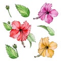 Hibiscus tropical flower watercolor illustration set. Hand drawn bright exotic hibiscus blossom with leaves and buds collection.