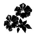 Hibiscus tropical flowers. Black and white graphic, of Hawaiian flora. Vector illustration on white isolated background. Good for Royalty Free Stock Photo